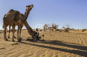 La amistad del pastor de camellos a través de la pantalla.